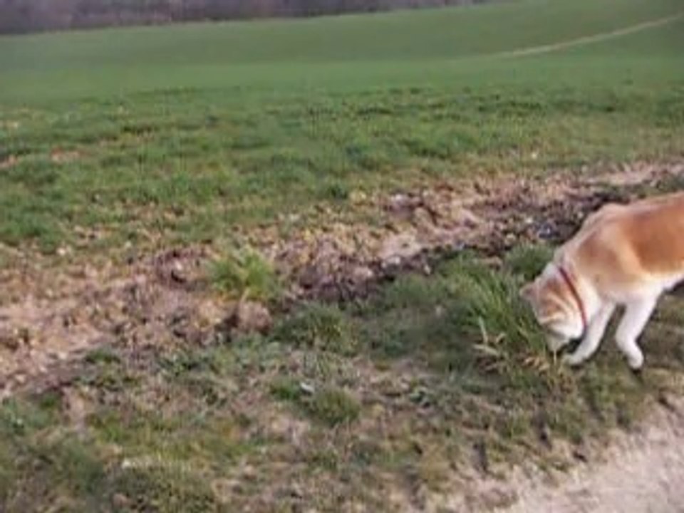 Kami Miko no E'Kenzo 5 ans