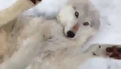 A wolf not unlike a dog