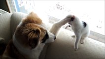 Dog Gives Cat a Boxing Lesson