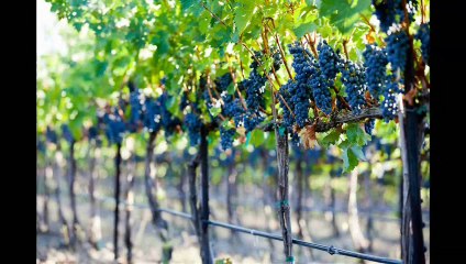 Woodinville Photographer - Yakima Vineyard by Carol Hook Photography