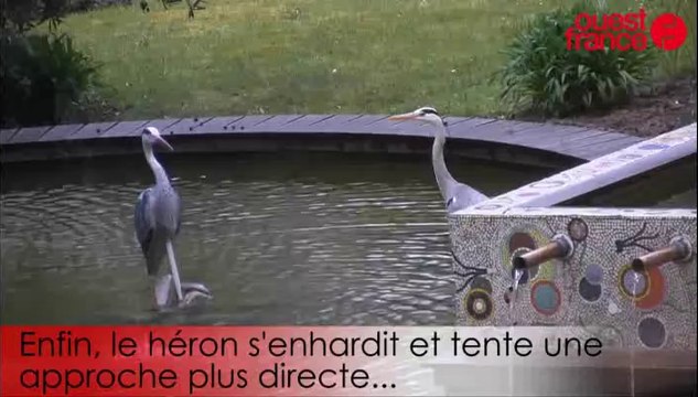 Le héron, à Rennes, fait la cour à une statue de héron
