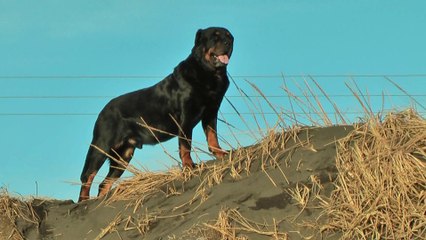 DjóDjó og AMY 27.01.2014