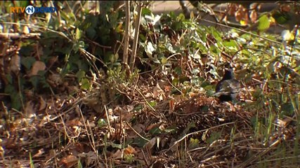 Het Weer [24-3-2014] - RTV Noord