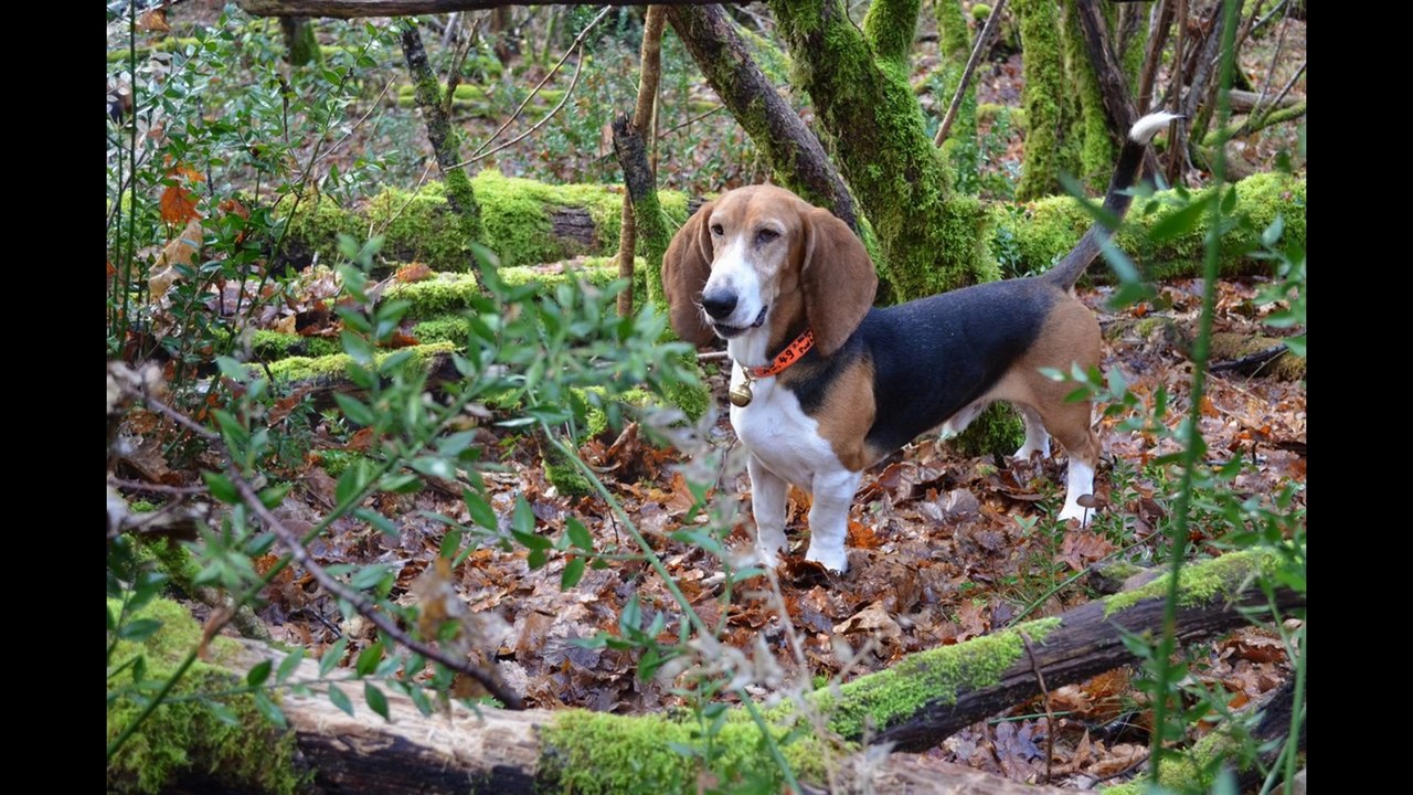 Saison chevreuil 2013 2014