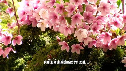 สายน้ำไม่ไหลกลับ - อรวี สัจจานนท์ mv..