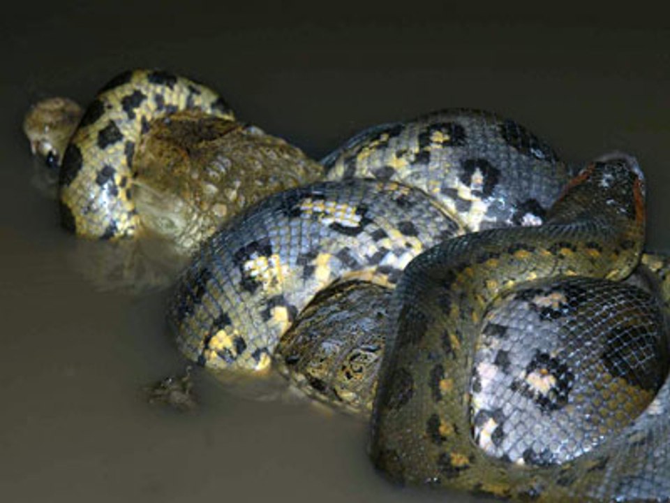 Man Eating Anacondas (Nature Documentary) The Giant Anacondas video