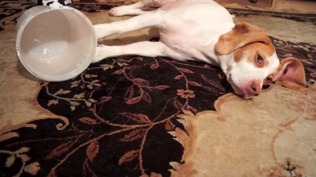 Ce chien n'arrive pas à trouver un biscuit dans un seau