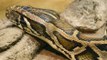 Hybrid Giant Pythons found in Florida - Nature Documentary