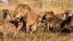 Lions Vs Hyenas Dangerous Battle - Hyenas vs Lions Eternal Enemies
