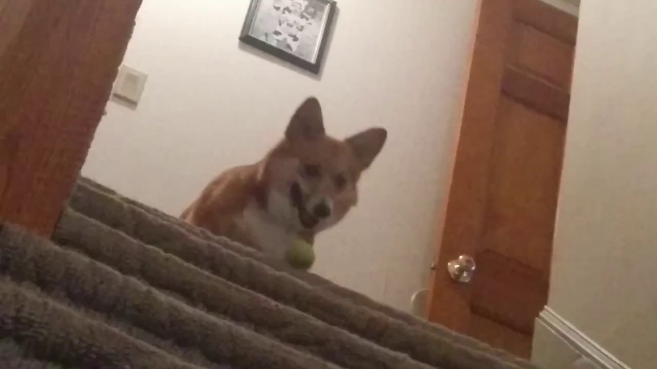 Watson Playing Catch