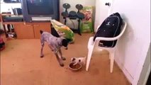 Two Dogs Fighting Over Food (Funny Video) - www.copypasteads.com