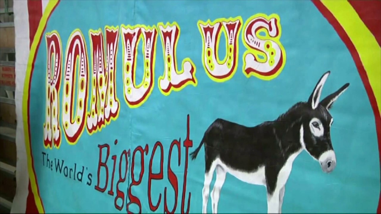 Le plus grand cheval et le plus grand âne du monde réunis pour une foire