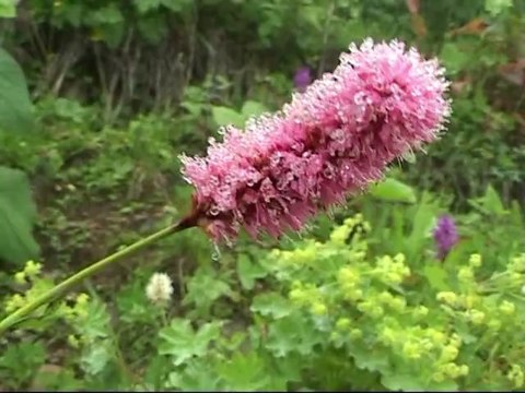 Rota vahşi doğada yürüdü çamlıhemşin .nin insan geçmemiş ormanlarında geziye varmısınız kaçkarlarda