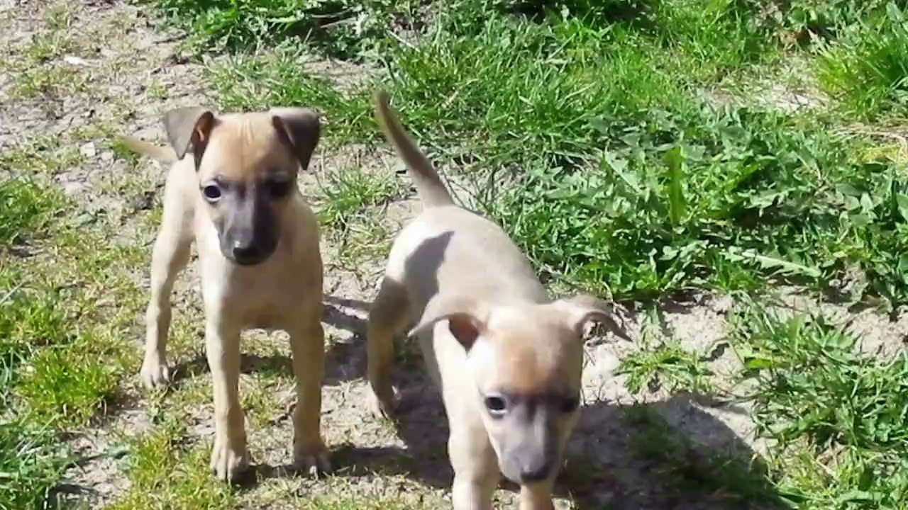 chiots petits lévriers italiens