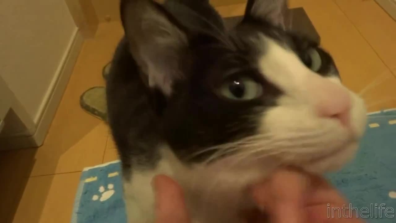 Un chat content de retrouver son maître