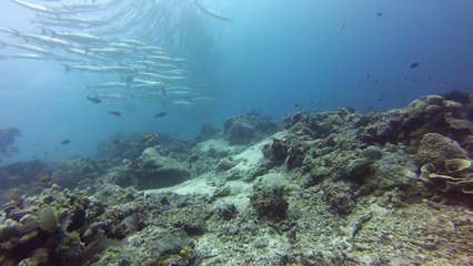 sipadan Baracuda point le 11 N3