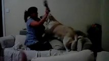 WATCH_ Dog Protects Child From Mother While She Pretends To
