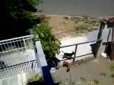 Un chien saute une clôture pour s'accoupler