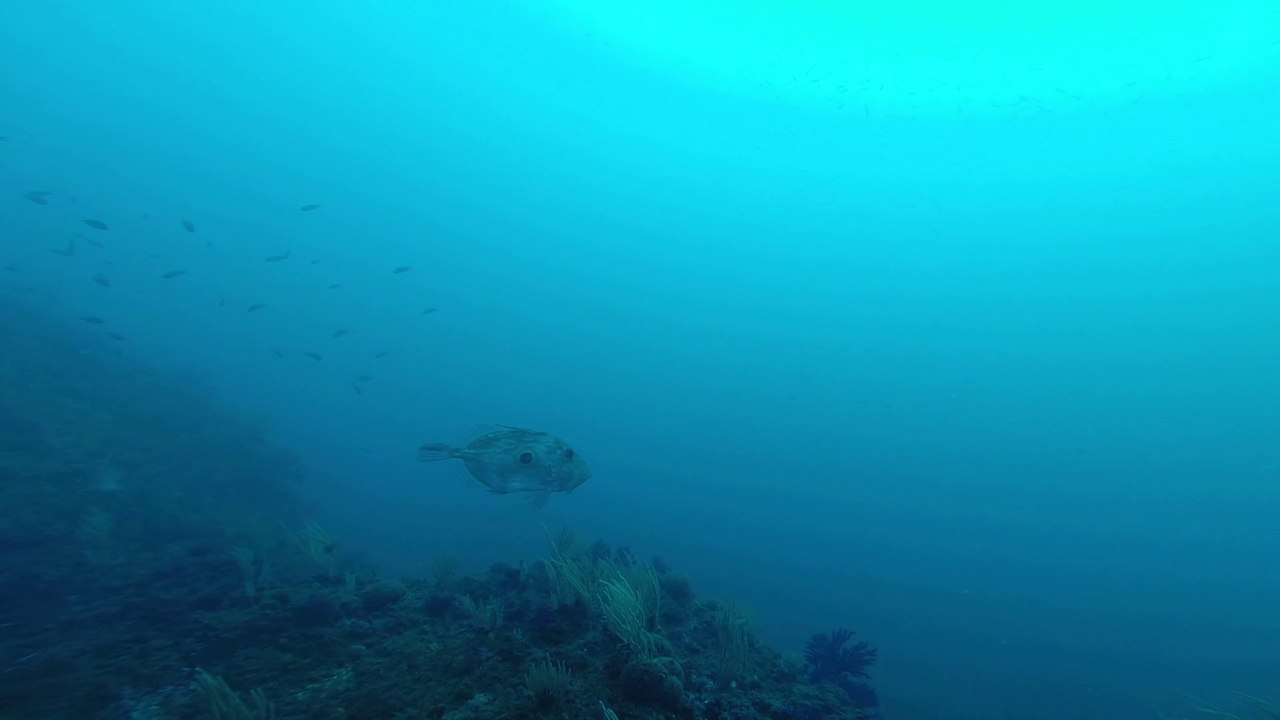 Saint-Pierre des Fourmigues