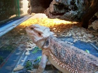 PEtits repas Complet