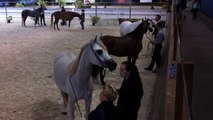 Le cheval arabe parade à Saint-Lô