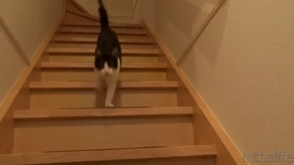 Un chat super content de revoir son maître après 3 jours!