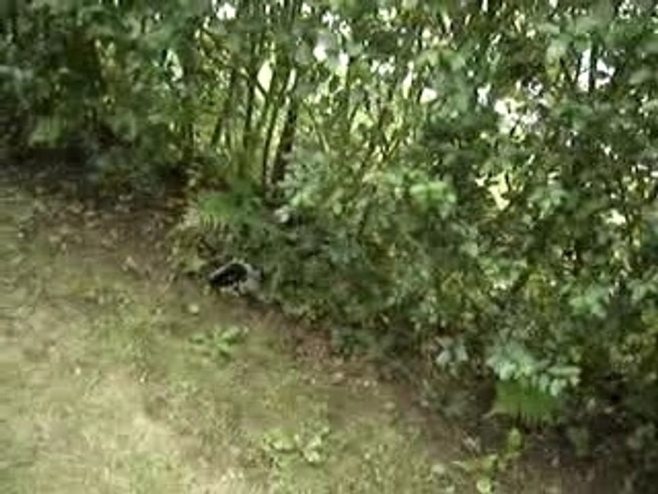 jump avec ninko 4