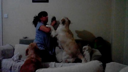 dogs are man's best friend