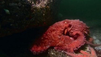 dev_kuzey_pasifik_ahtopotu