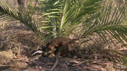 kahverengi_kapucinler