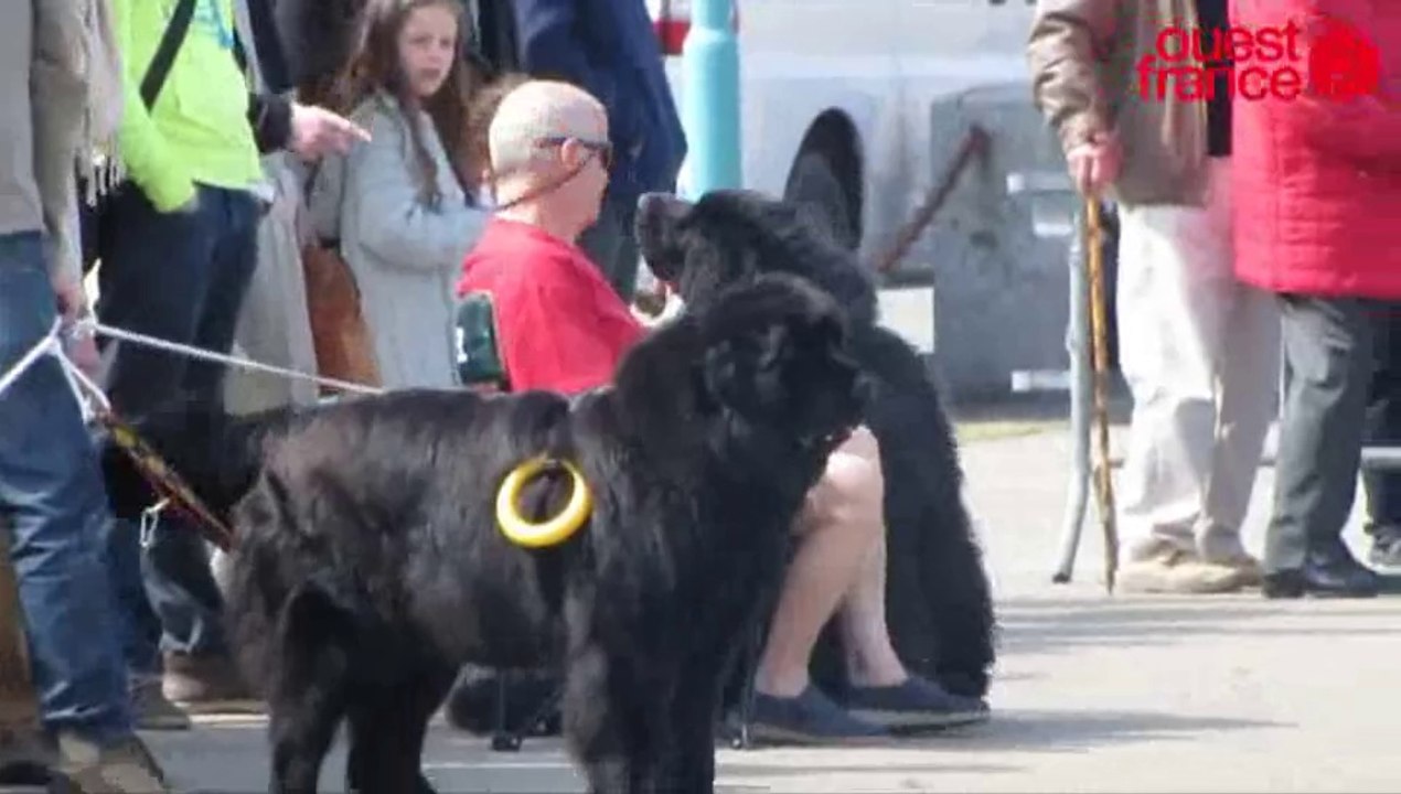 Saint-Malo : des chiens vont secourir leurs maître dans la mer