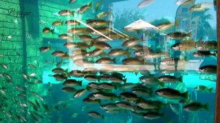 Aquaventure Waterpark / Dubai / Emirates
