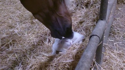 Horse and cat are best friends