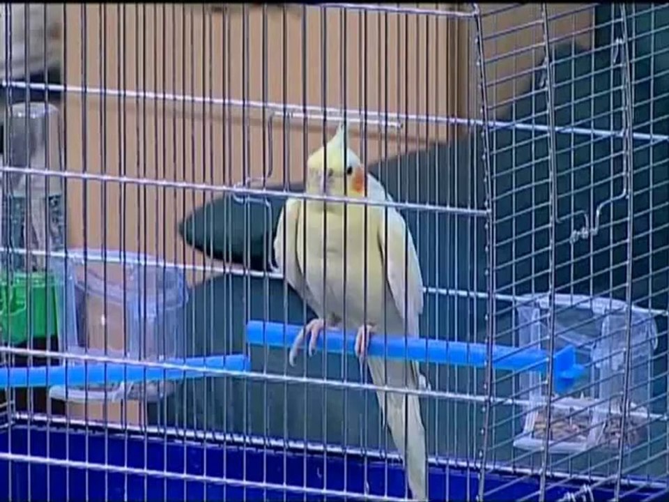 Episodul 59 - Papagalul vorbitor