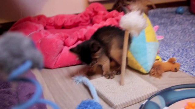 Chatons Somalis - 5 semaines