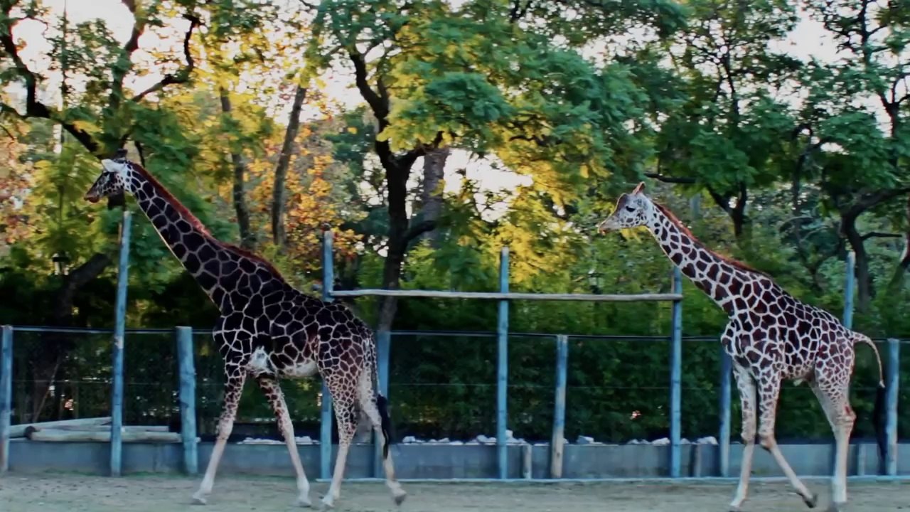 Zoo de Buenos Aires