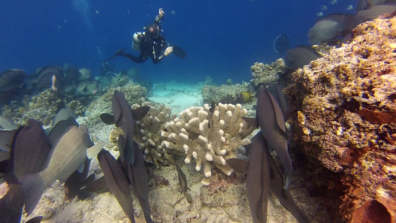 sipadan baracuda point le 13poisson peroquet