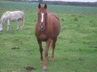 poney club blue nash_0001