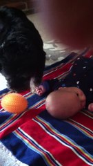 Dog Really Wants Baby to Play!