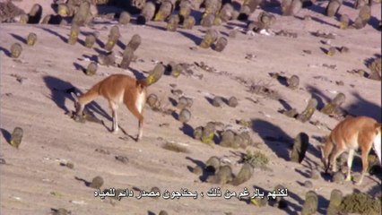 كوكب الارض الحلقه الخامسه الصحاري BBC