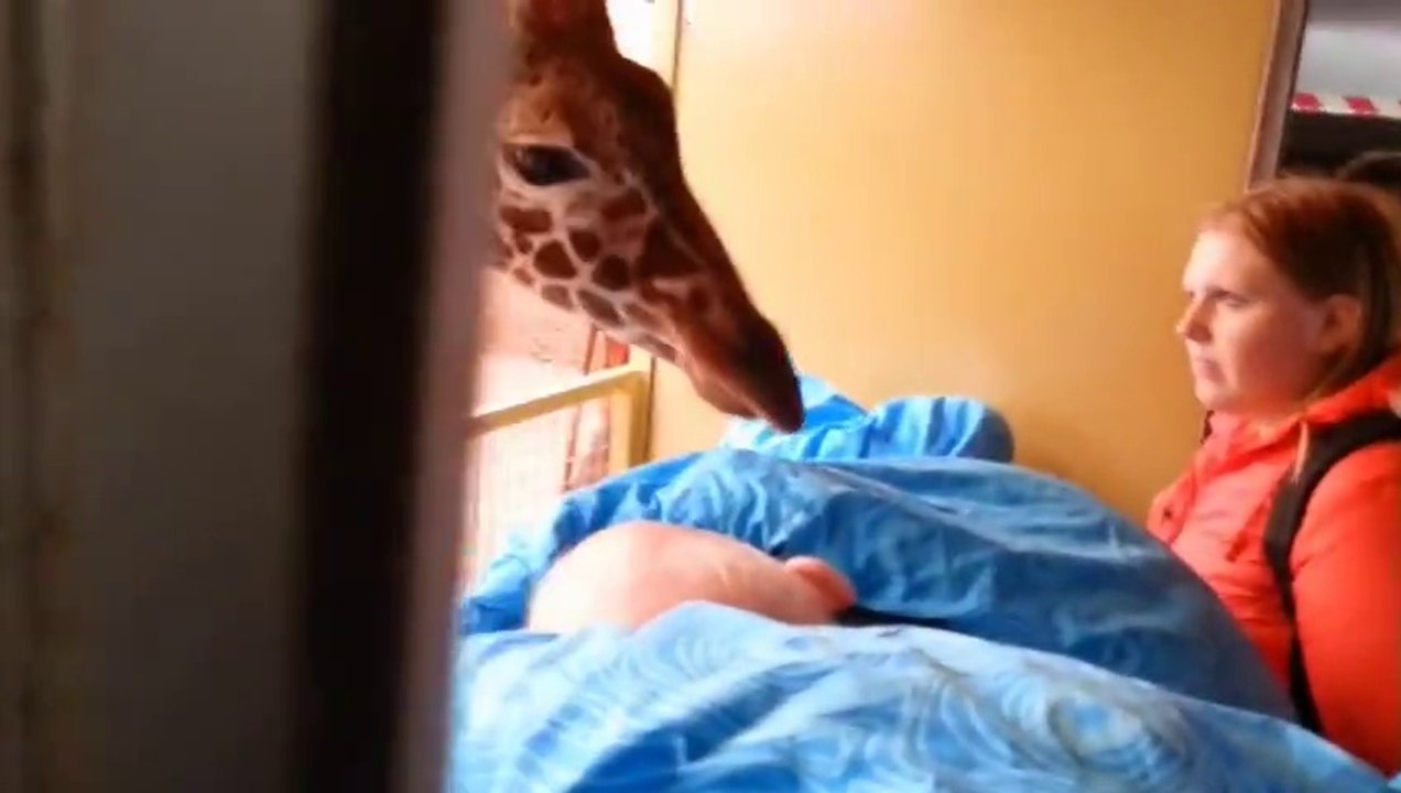 Giraffe Kisses Sick Zoo Employee Goodbye
