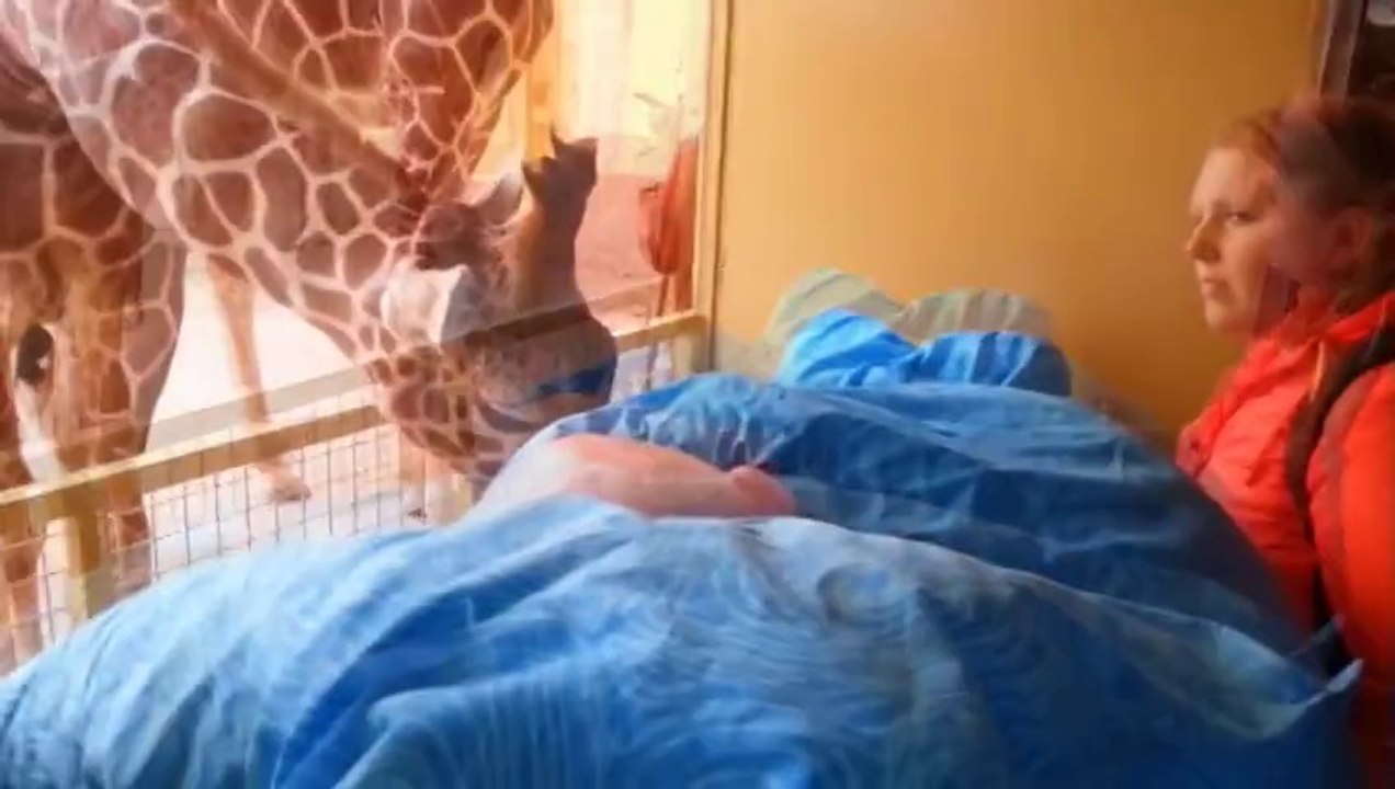 Les girafes font un dernier Adieu à leur maître en phase terminal de cancer!