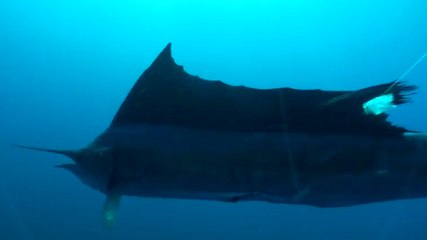 Sailfish Attacks Cameraman! Impressive!