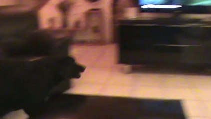 Ewenn petite fée du logis