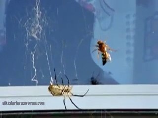 Canlı Eşek Arısını Mumyalayan Örümcek