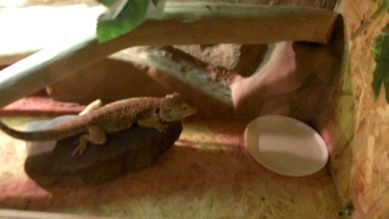 Karmienie agamy brodatej w terrarium karaczanami szarymi
