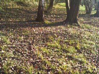 SUNP0006one man show