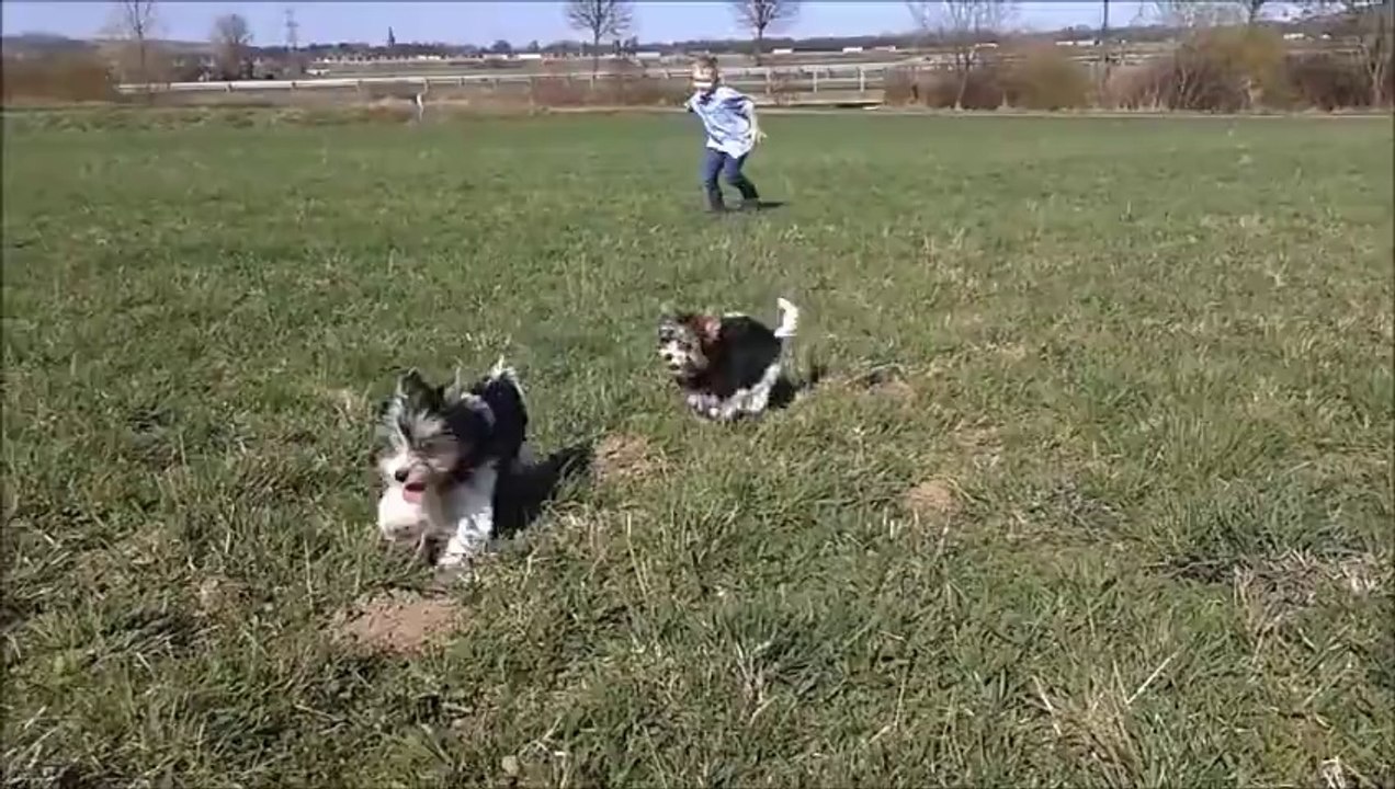 Puppies playing