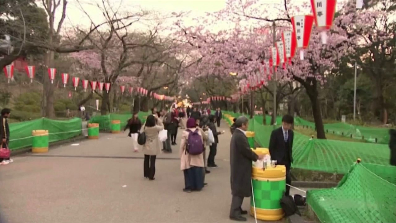 Le Japon célèbre ses cerisiers en fleurs