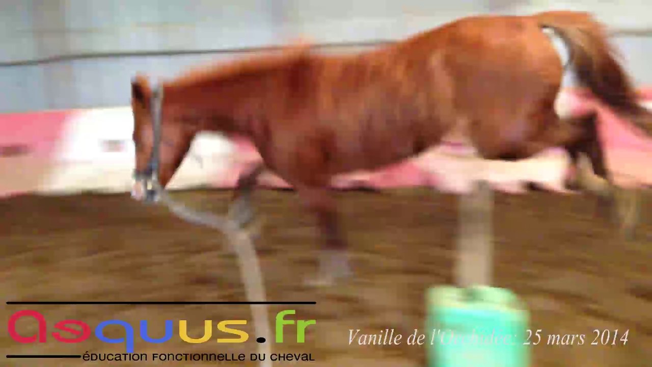 Vanille de l'Orchidée